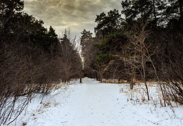 冬の風景、雲の空に対する雪に覆われた森の中で異なる色や色合いの木. — ストック写真