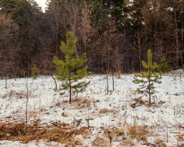 Malé načechrané smrky rostou v zasněženém lese. — Stock fotografie