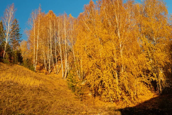 The beauty of nature, autumn trees on the mountainside. — Φωτογραφία Αρχείου
