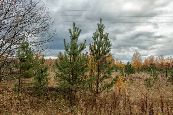 Bosque Otoñal Sobre Fondo Del Cielo Nublado Foto Tomada Distrito — Foto de Stock