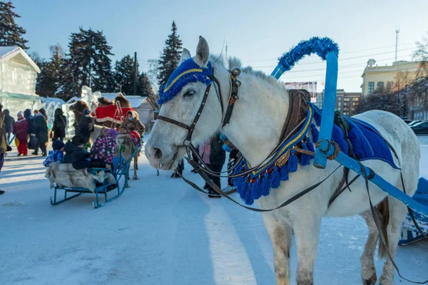 Chelyabinsk, Rusya - 05 Ocak 2021. Kış kasabasının ortasında kızağa bağlanmış bir at duruyor..