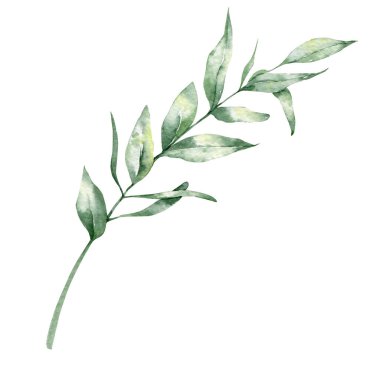 Okaliptüs Dalları Suluboya, Çiçek Çerçeve, Yeşil Çerçeve, Çiçek Düzenleme, Yeşil Yaprak Bileşimi, Çiçek Kompozisyonu 