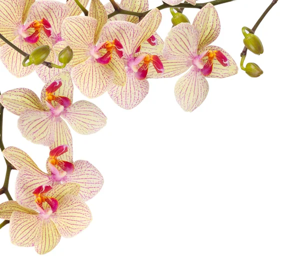 Bílá a fialová orchidej — Stock fotografie