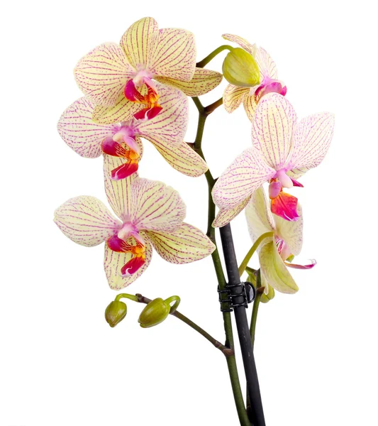 Bílá a fialová orchidej — Stock fotografie