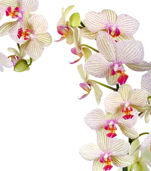 Bílá a fialová orchidej — Stock fotografie