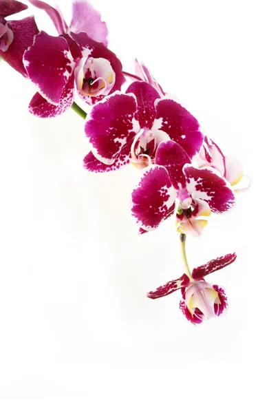 Фиолетовая ветвь орхидеи на белом фоне — стоковое фото