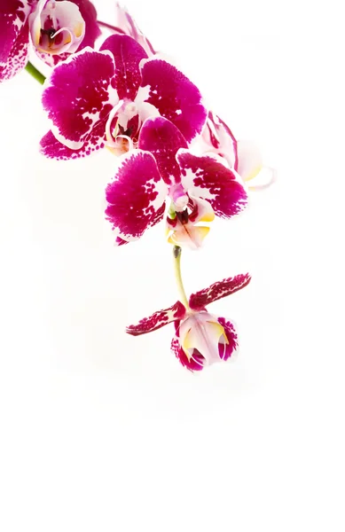 Violet orchid branch on white background — Stock Photo, Image