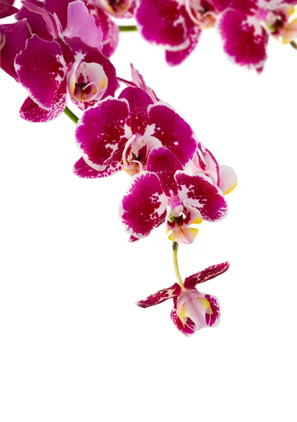 Violet orchid branch on white background — Stock Photo, Image