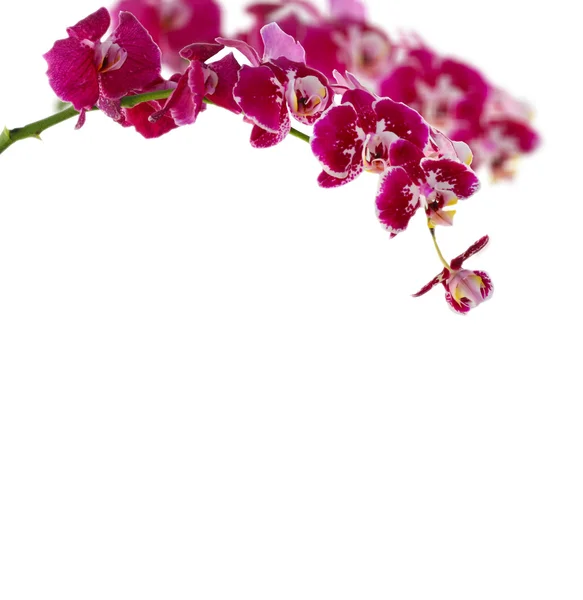 Fialová orchidej větev na bílém pozadí — Stock fotografie