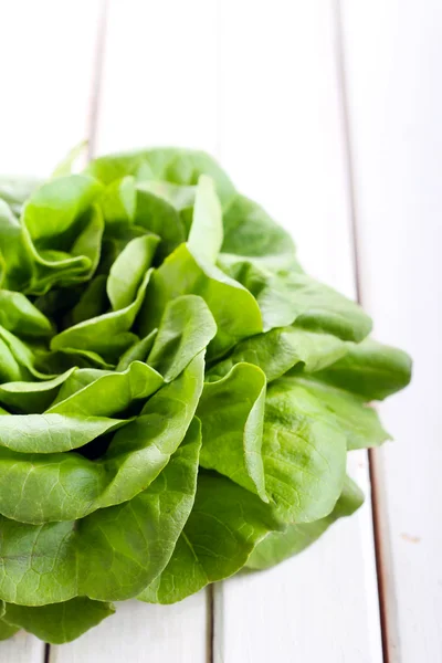 Folhas de salada verde — Fotografia de Stock