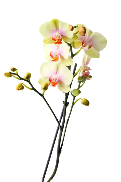 Yellow orchid branch — Stock Photo, Image