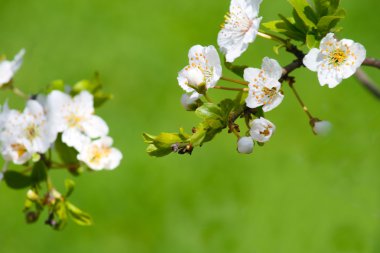 çiçek açan çiçek şube 