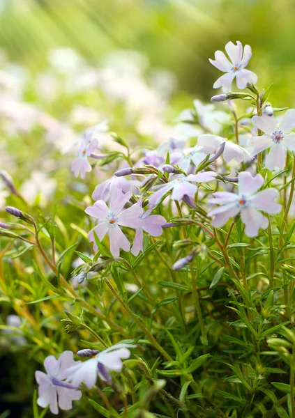 Lila bloemen en zonnestralen — Stockfoto