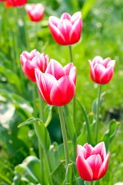 Tulips in the park — Stock Photo, Image