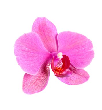 Orkide çiçek 