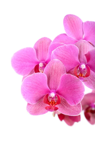 Orchid — Stock Photo, Image