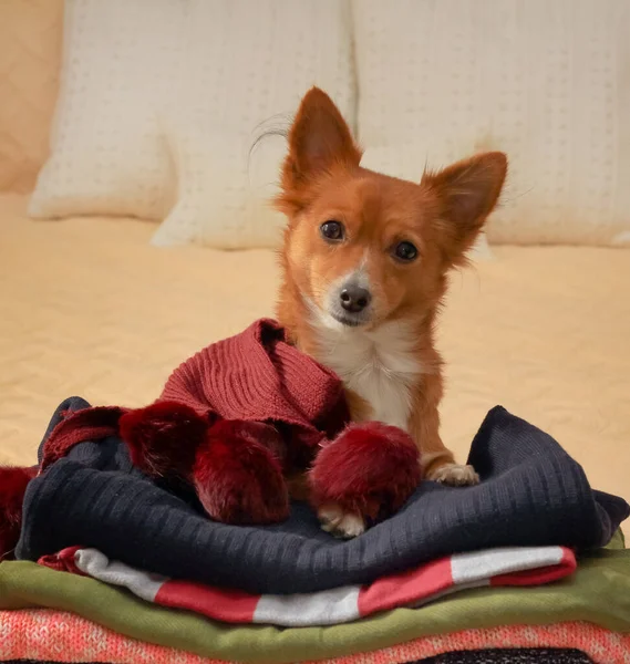 Lindo Perrito Sombrero Cálido Acogedor Concepto Hogar —  Fotos de Stock