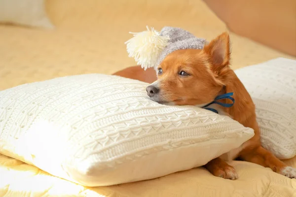 Милая Собачка Расслабляется Над Подушкой — стоковое фото