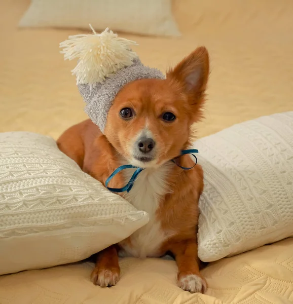 Милая Маленькая Собачка Шляпе Теплая Уютная Домашняя Концепция — стоковое фото