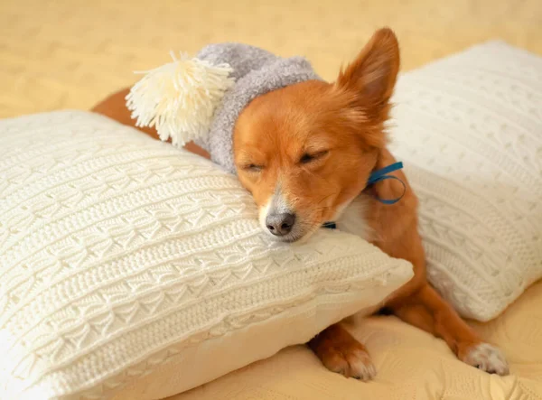 Милая Собачка Спит Над Подушкой — стоковое фото