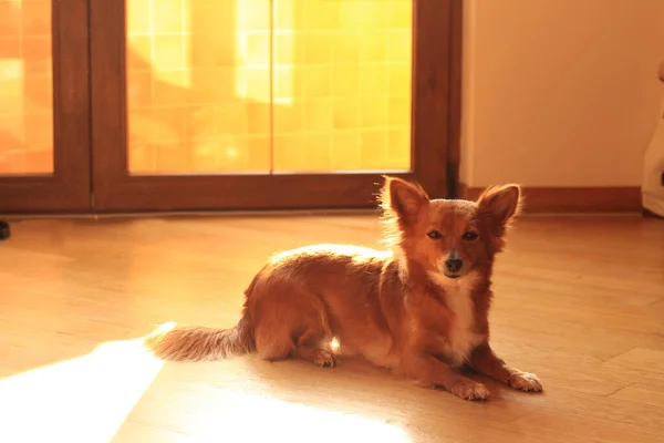 Милий Маленький Собака Лежить Підлозі Насолоджуючись Сонячними Днями — стокове фото