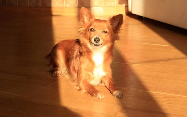 Милая Собачка Лежит Полу Наслаждаясь Солнечными Днями — стоковое фото