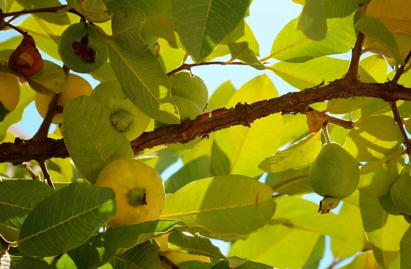 Guava Fruits Branches Guava Tree — Stock Photo, Image