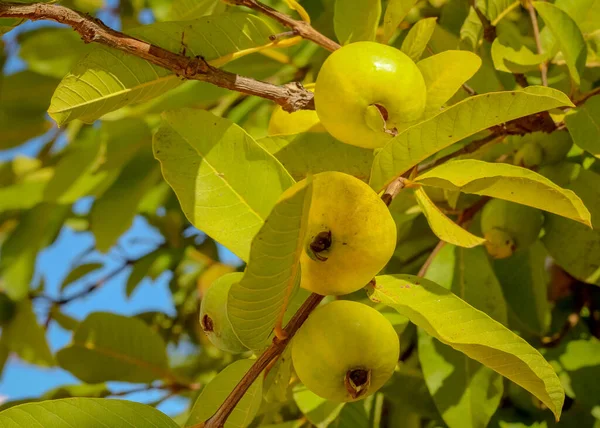 Guava Fruits Branches Guava Tree — Stock Photo, Image