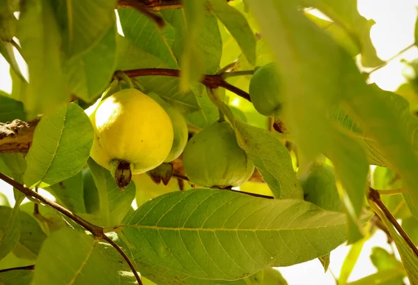 Guava fruits on branches of guava tree