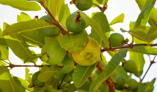 Guava Fruits Branches Guava Tree — Stock Photo, Image
