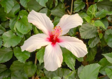 Beyaz Hibiscus bitkisi