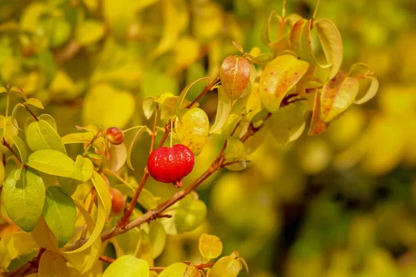 Surinam Körsbär Grenen Ett Träd Grunt Djup — Stockfoto