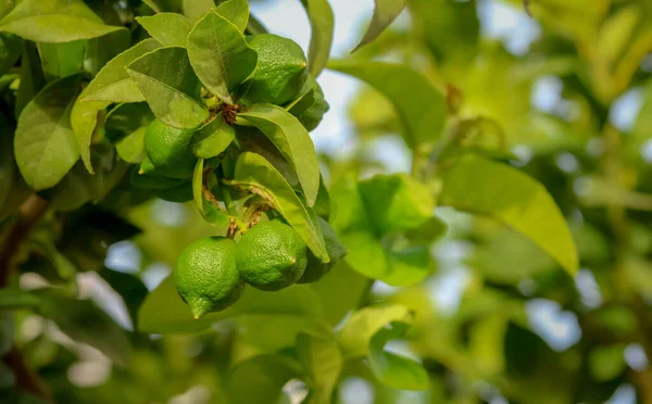 Lemons Growing Branch Shallow Depth — Stock Photo, Image