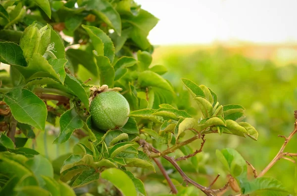 Passion Fruit Branch Tree Shallow Depth — Stock Photo, Image