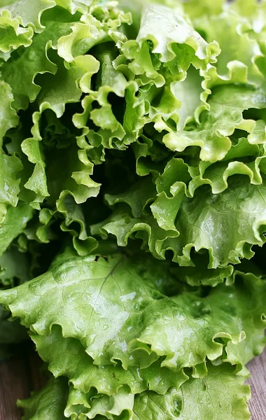 Green leaf lettuce isolated — Stock Photo, Image