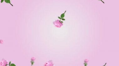 Pembe beyaz arka planda yaprakları olan birçok farklı çapta pembe gül çiçekleri. Sevgililer Günü konsepti, düğünler, doğum günleri. Profesyonel hareket tasarımı 4K animasyonu