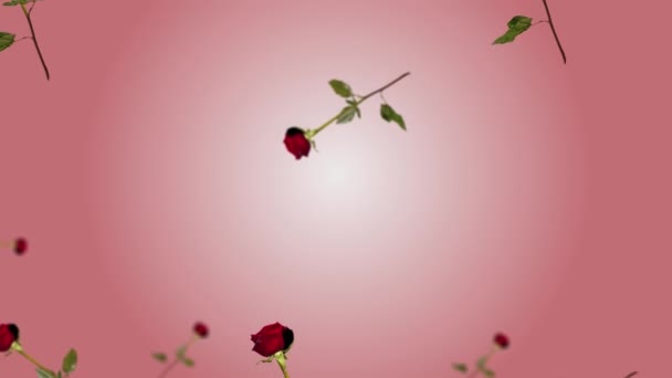 Flying Wiggle Different Diameters Red Rose Flowers Leaves Trending Pink — Stock Video