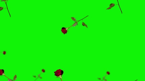 Анимация Красивая Красная Роза Стеблем Листья Летят Вихляют Изолированном Фоне — стоковое видео