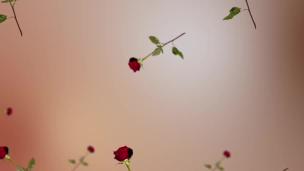 Colección Muchos Diámetros Diferentes Rosa Roja Con Tallo Hojas Volando — Vídeo de stock