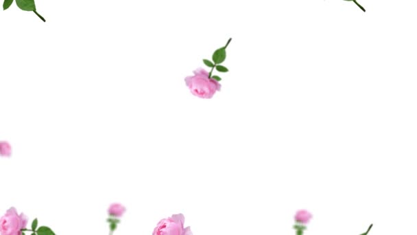茎に多数の異なる直径のピンクのストリームが立ち上がり 白い色の背景に葉 聖バレンタイン 結婚式 誕生日の休日の概念 プロフェッショナルモーションデザイン 4Kアニメーション — ストック動画