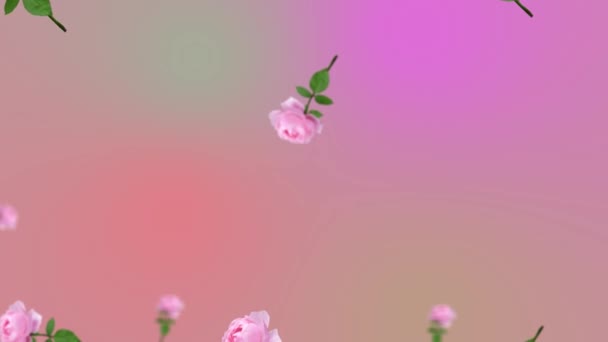不同直径的粉红玫瑰的飘扬和摆动 茎和叶在趋向粉红的色彩渐变背景上 母亲节 圣瓦伦丁节和母亲节的浪漫爱情概念 运动设计G — 图库视频影像