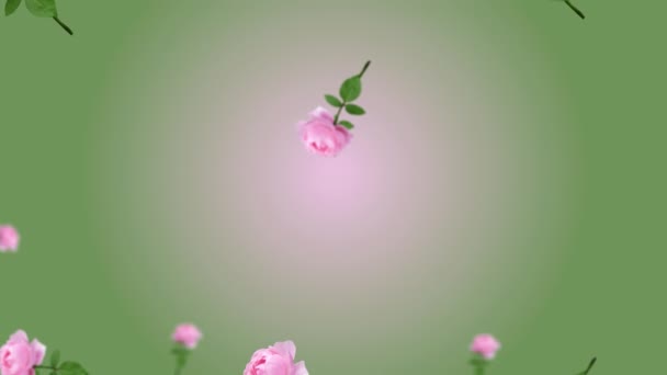 Рожеві Квітки Троянд Стовбуром Листям Літають Коливаються Тренд Зеленого Кольору — стокове відео