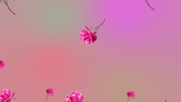 生机勃勃的玫瑰花 茎和叶子飘扬 在趋向粉色的多色动画背景上摇曳 爱母亲节女孩礼物的模板 高质量的4K镜头 — 图库视频影像