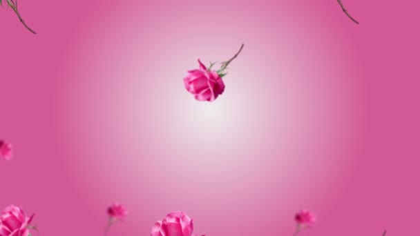 Flying Wiggle Different Diameters Pink Rose Flowers Leaves Trending Pink — Stock Video