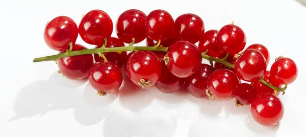 Fresh Red Currants Have Just Been Picked His Tree — Stock Photo, Image