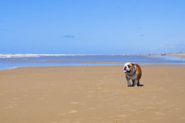 İngilizce Bulldog