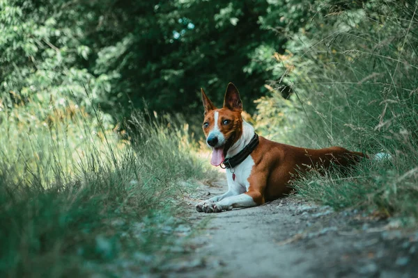 Basenji Dog Walking Forest Park Hot Summer Day — Stock Photo, Image
