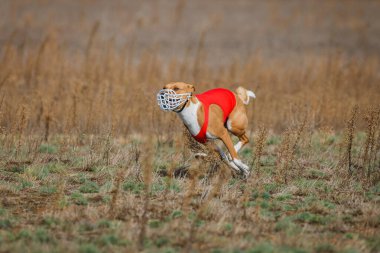 Kurs eğitimi. Basenji köpeği tarlada yem kovalıyor.