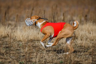 Kurs eğitimi. Basenji köpeği tarlada yem kovalıyor.