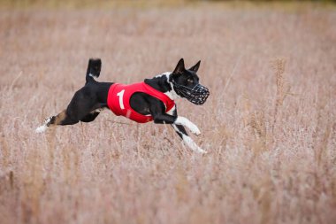 Kurs eğitimi. Basenji köpeği tarlada yem kovalıyor.